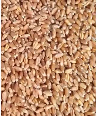 Зерно с доставкой в Тамбовскую область